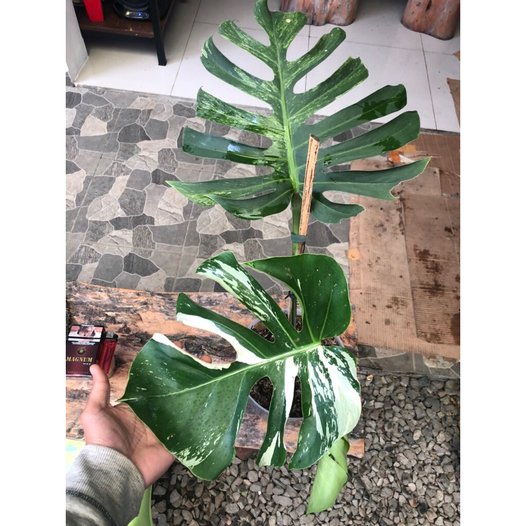 Tanaman Hias Monstera Jungle Mint / Monstera Mint