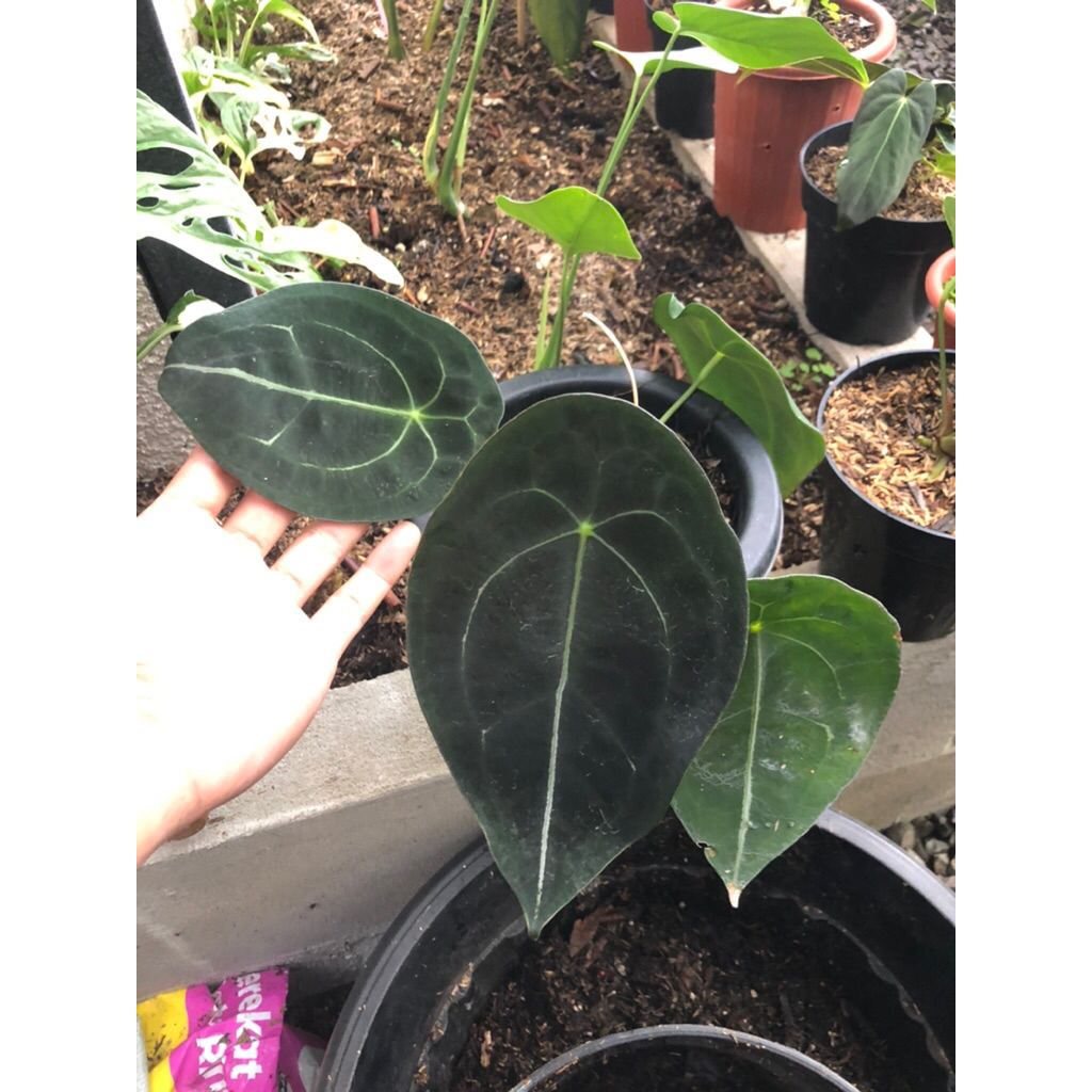 Tanaman Hias Antharium forgetii Equador / Forgetii White strips Equageneura