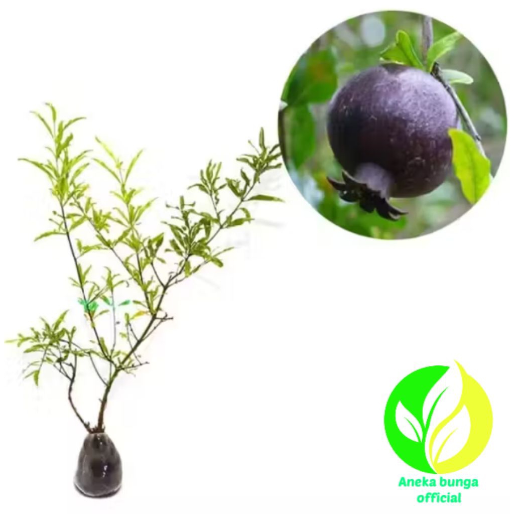 POHON BUAH DELIMA HITAM / TANAMAN BUAH DELIMA HITAM