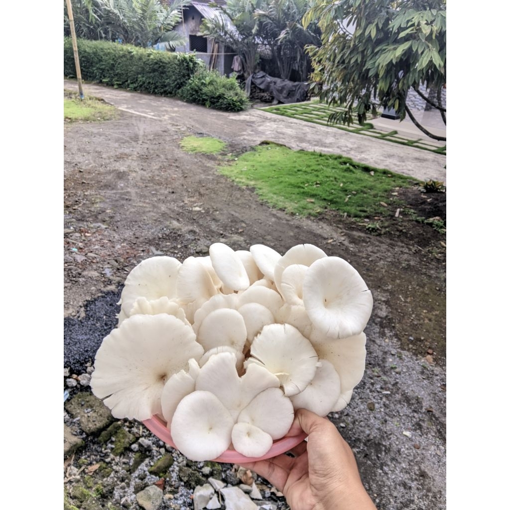 Jamur tiram putih - 1Kg - Jamur Tiram Putih Fres Petik - Jamur Tiram - Mushroom