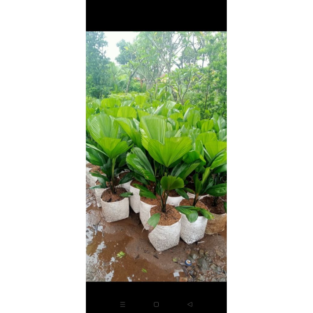 Tanaman Hias palm kipas (licuala grandis)