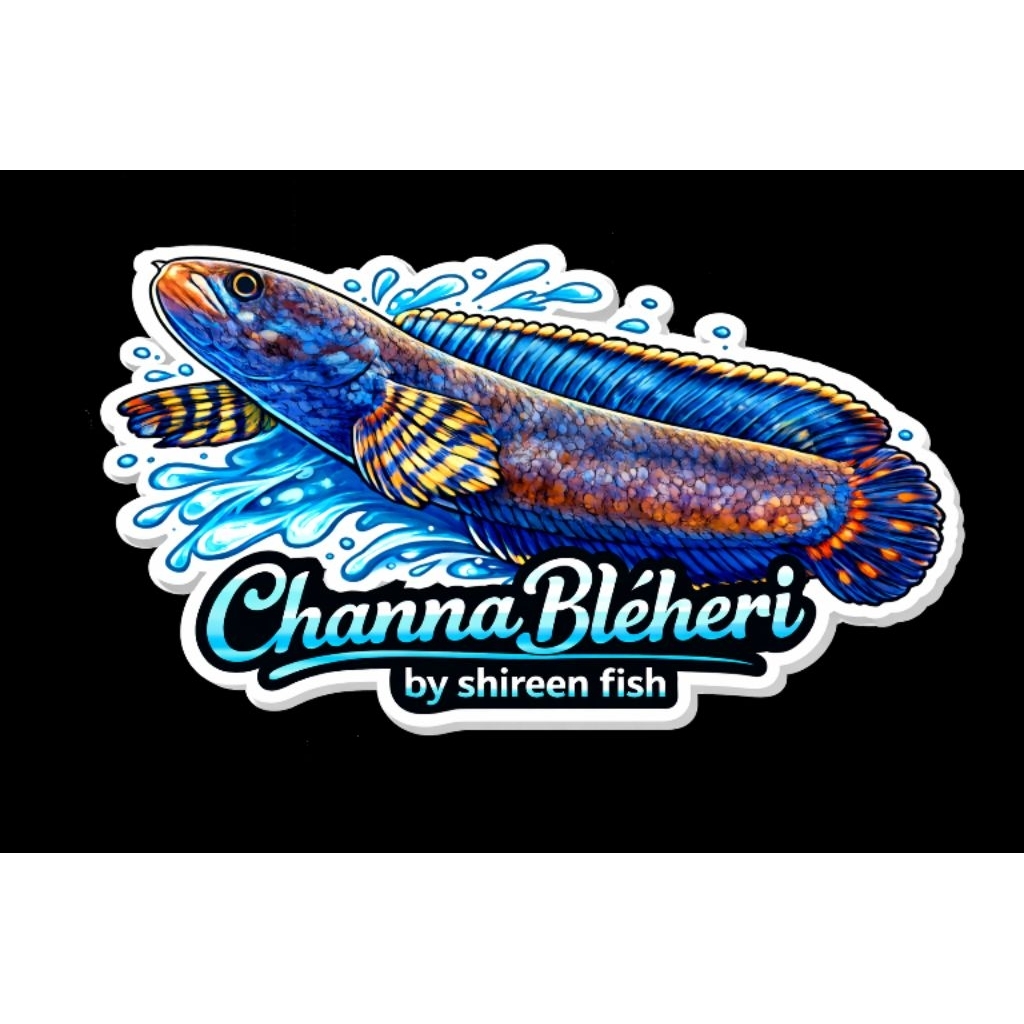 Sticker Channa Bleheri WC 10-13cm