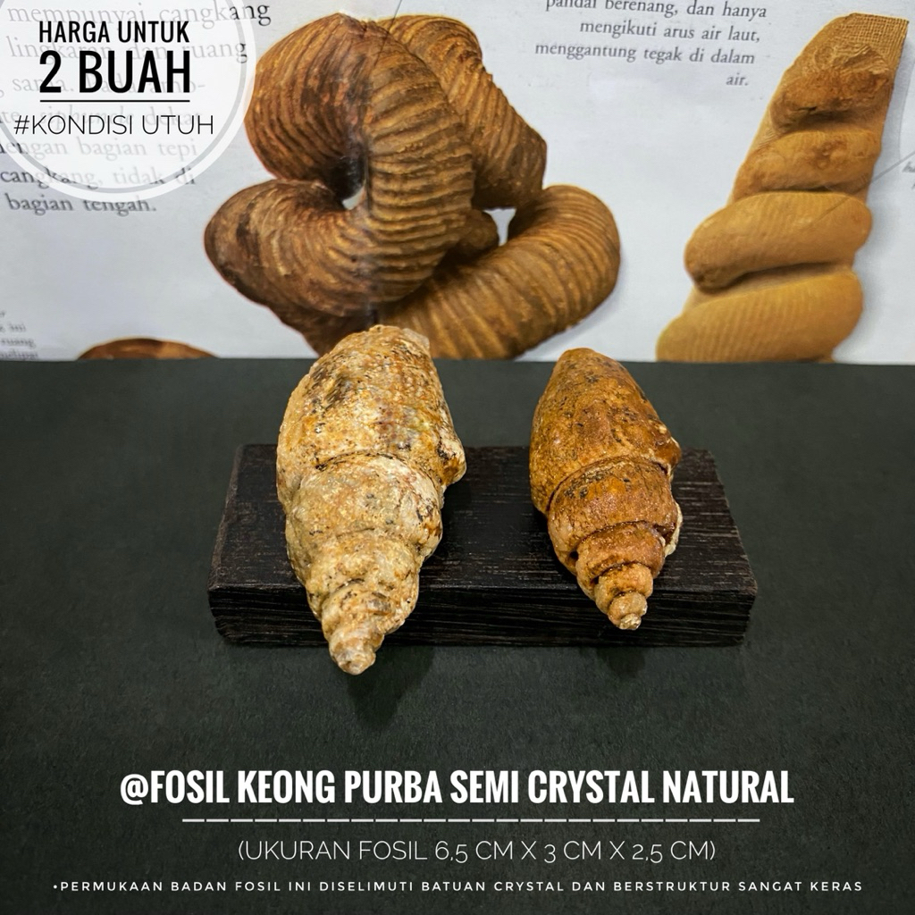 Fosil Keong Purba Semi Crystal B55 atau Fosil Gastropoda atau Fossil Snail atau Fosil Kol Buntet Ala