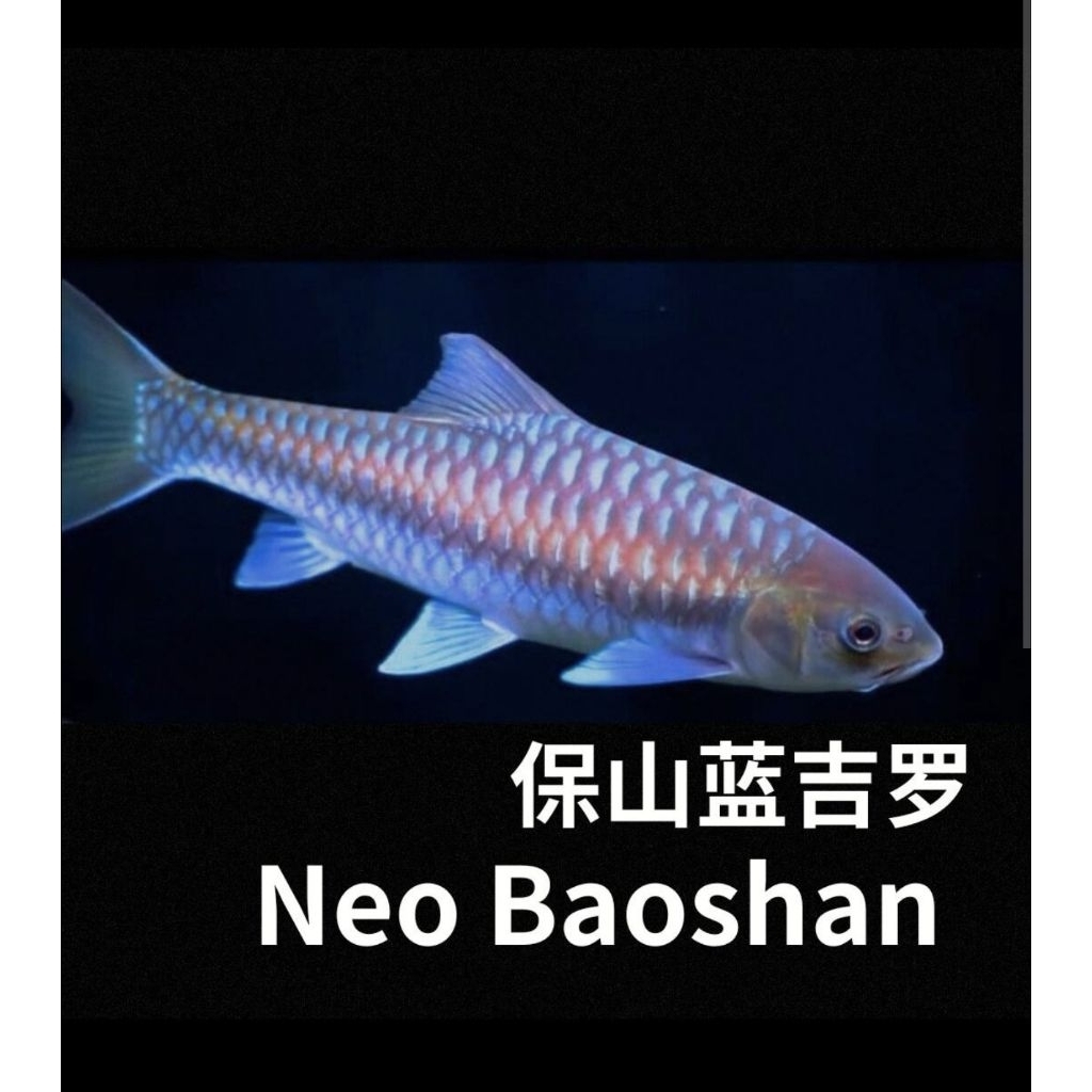 mahseer neo baoshan