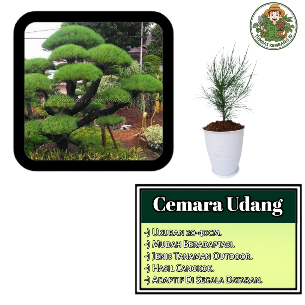 Bibit Tanaman Hias Cemara Udang "casuarina equisetifolia" Bahan Bonsai Taman - Mudah Perawatan Mudah