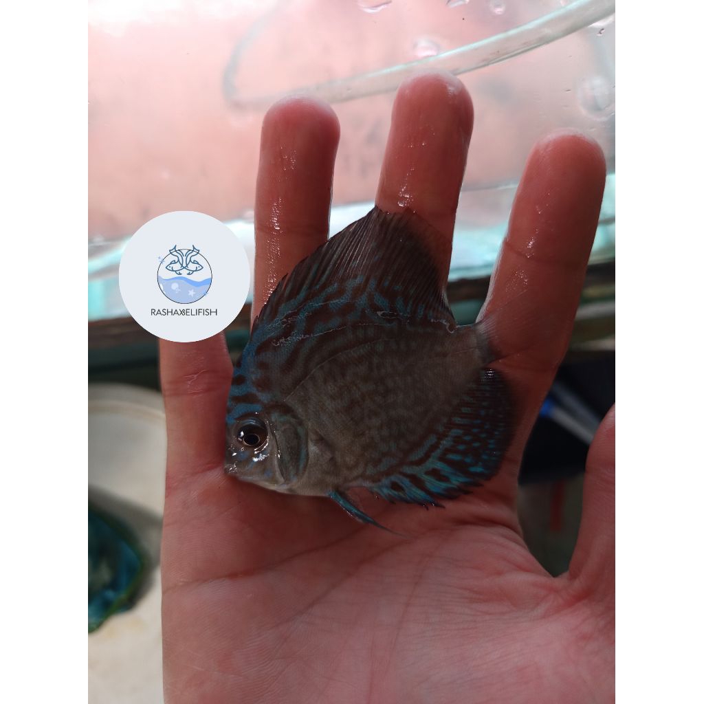 discus leopard snake skin 2,5-3inc