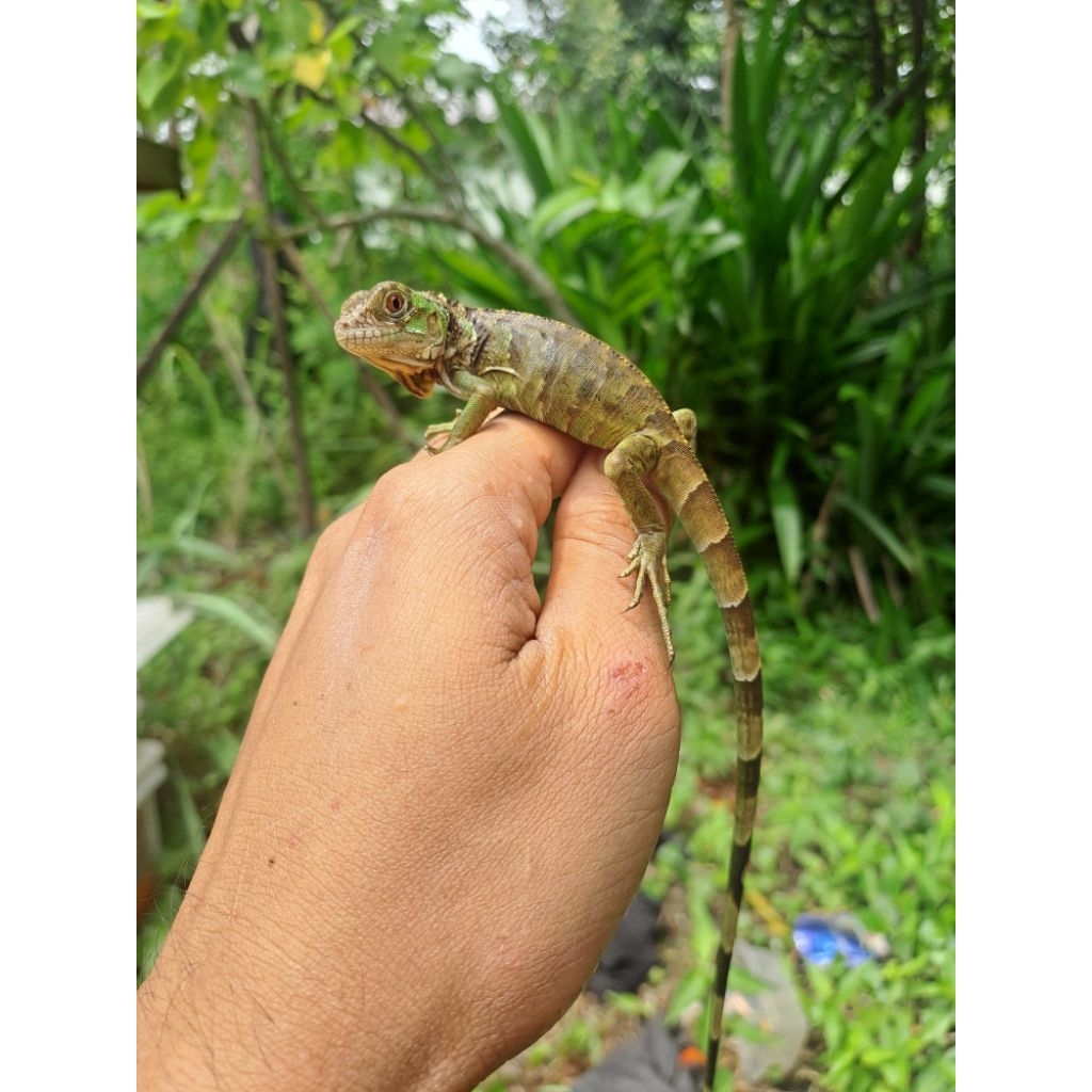 red iguana