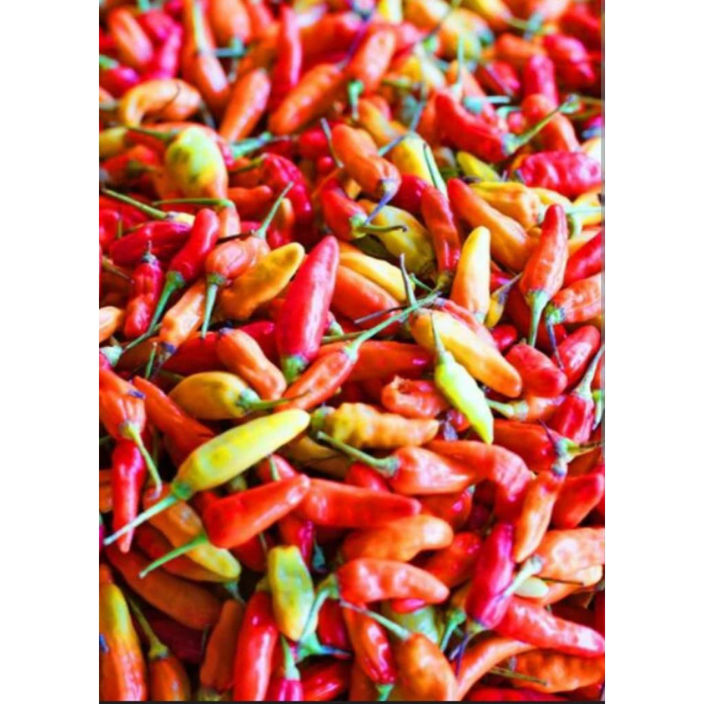 cabai rawit merah 1 kg
