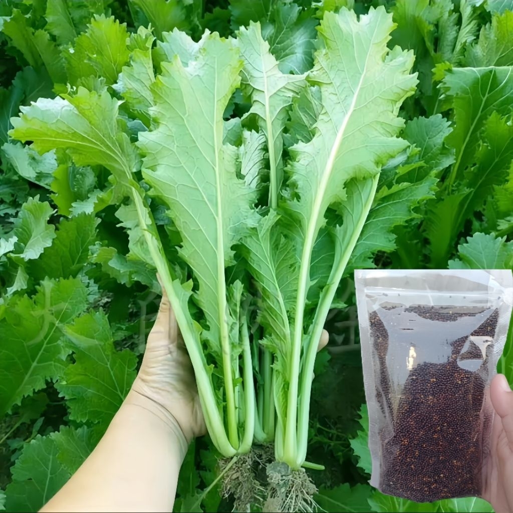 Biji Benih Sawi Hijau 10000 Biji Benih Sawi Hijau Keriting