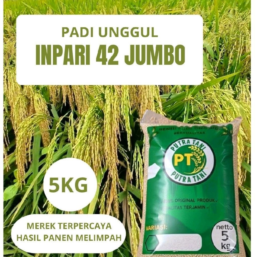 BENIH PADI UNGGUL INPARI 42 JUMBO KUALITAS SUPER PREMIUM
