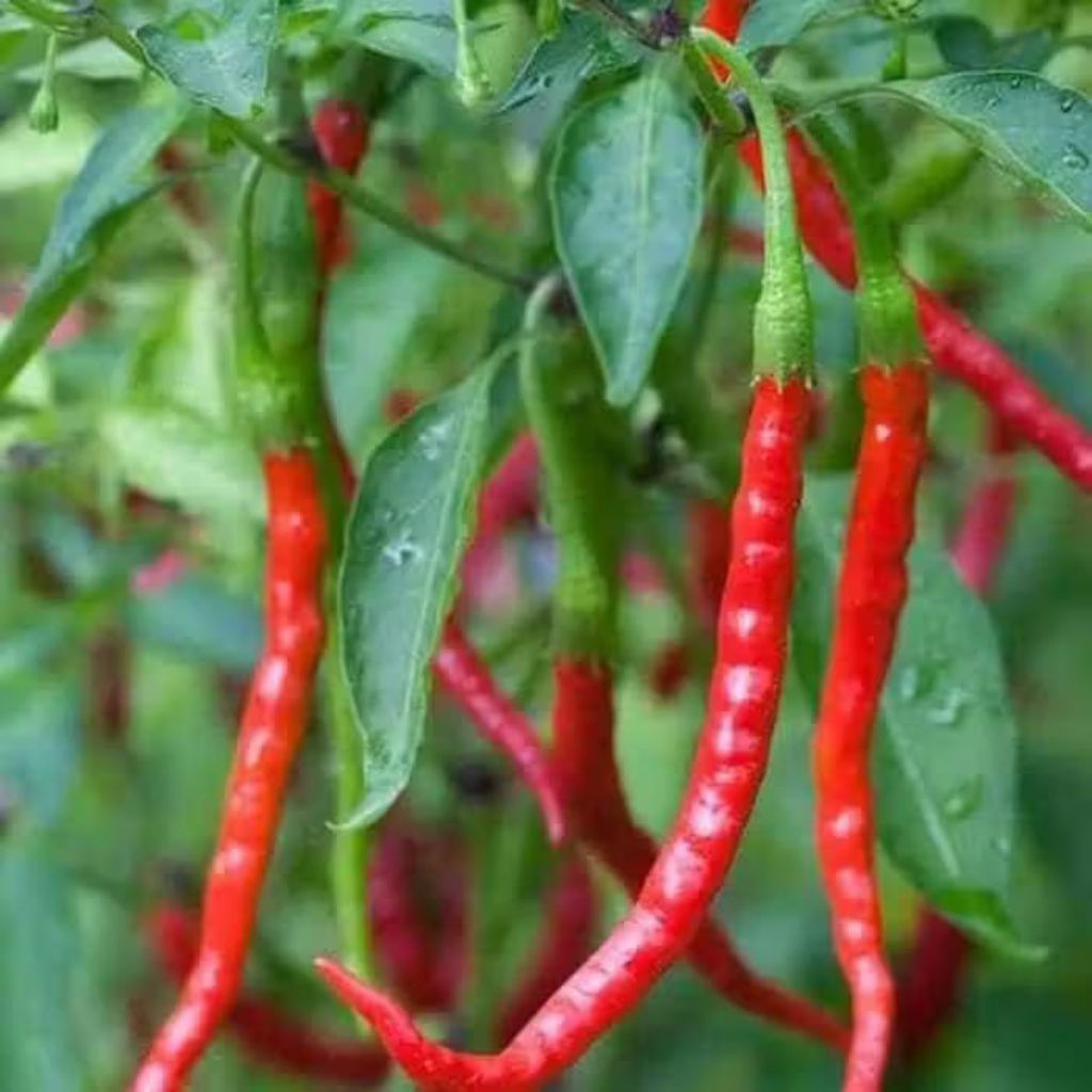promo bibit pohon cabe merah panjang berkualitas