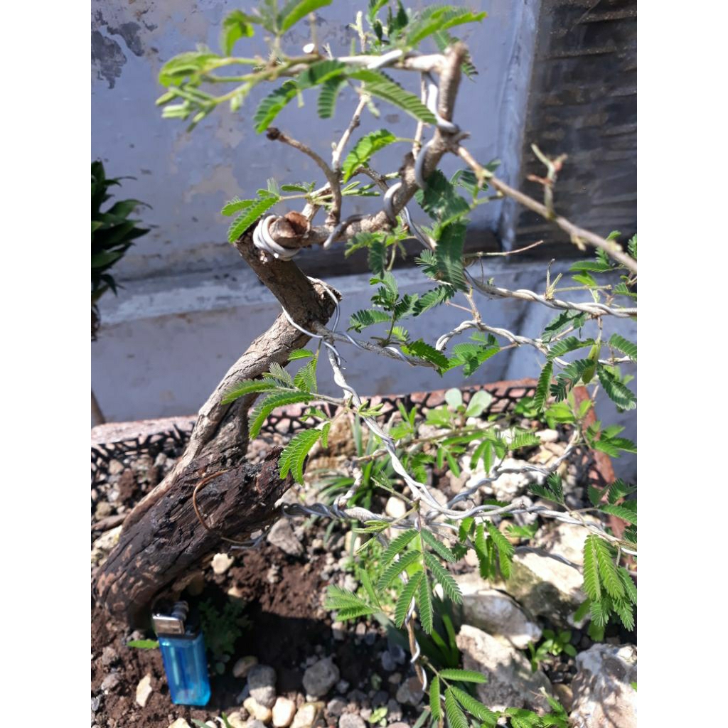 Bonsai Bahan Arabika keringan