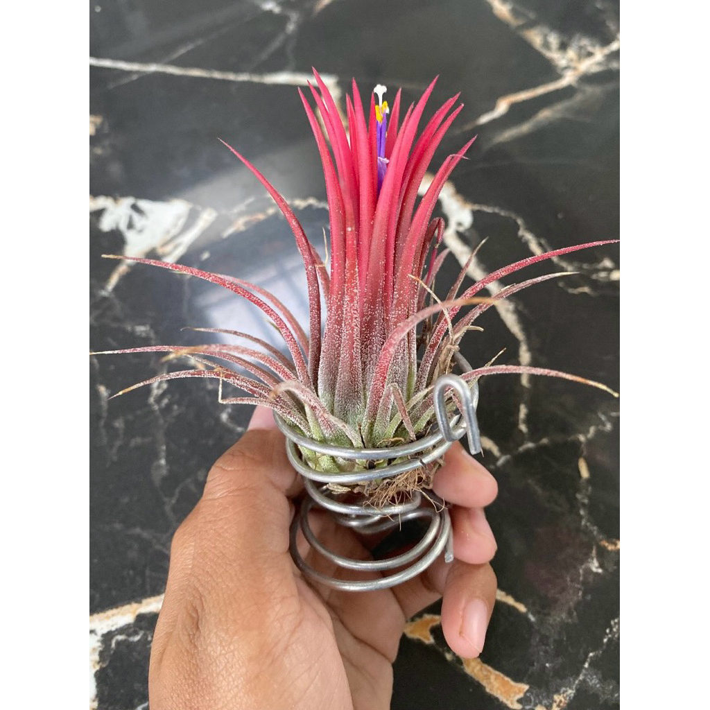tanaman tillandsia - tillandsia mini - tanaman hias