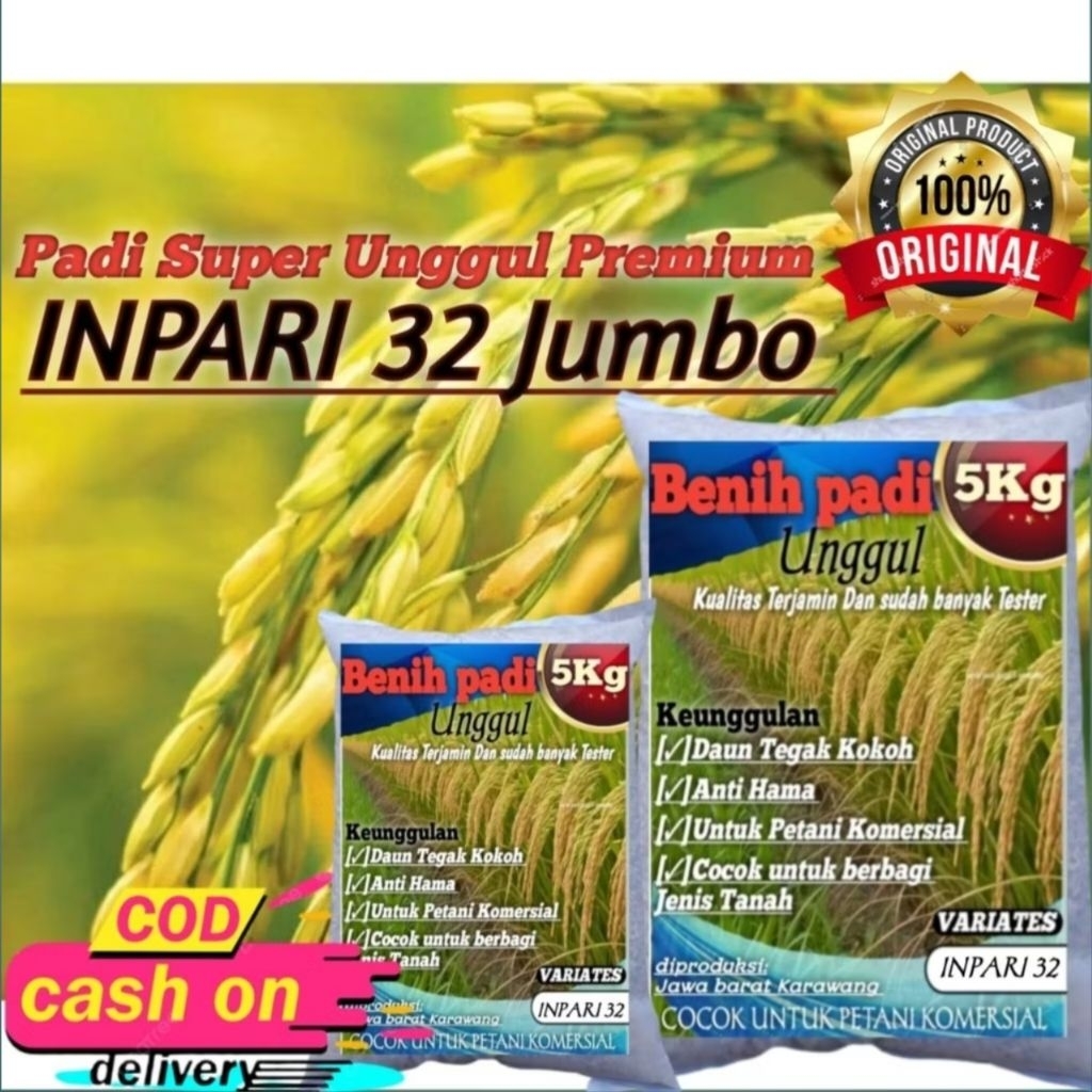 BENIH PADI BIBIT PADI INPARI 32 JUMBO (potensi hasil tinggi ) PREMIUM KEMASAN 5 KG
