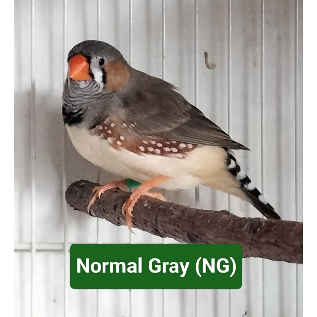 Zebra Finch Jantan Normal Gray Indukan