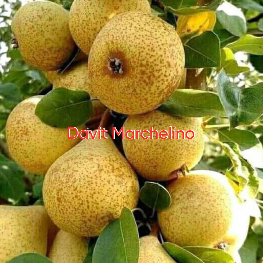 Bibit Pir Madu Hasil Cangkok Cepat Berbuah Super