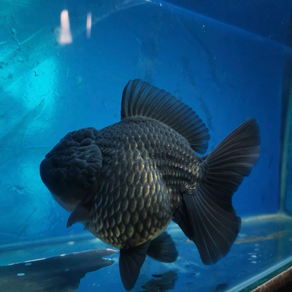 Mas koki oranda black rosetail jambul hitam solid 7-9cm hiasan aquarium