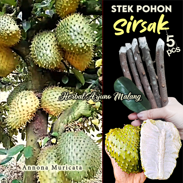 Sirsat Sirsak Stek Batang Tanaman Pohon Buah Nangka Nongko Durian Belanda Sebrang Soursop Graviola G