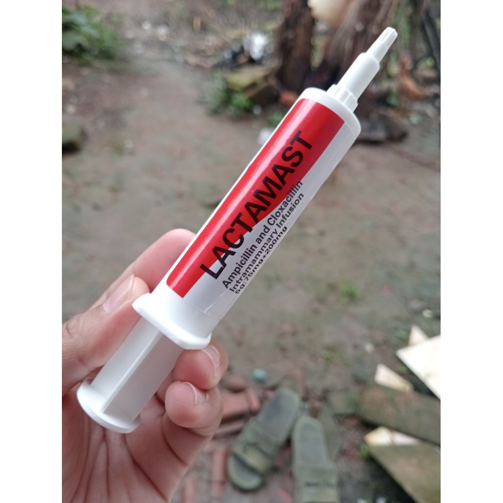 LACTAMAST obat mastitis/ambing bengkak pada kambing dan sapi