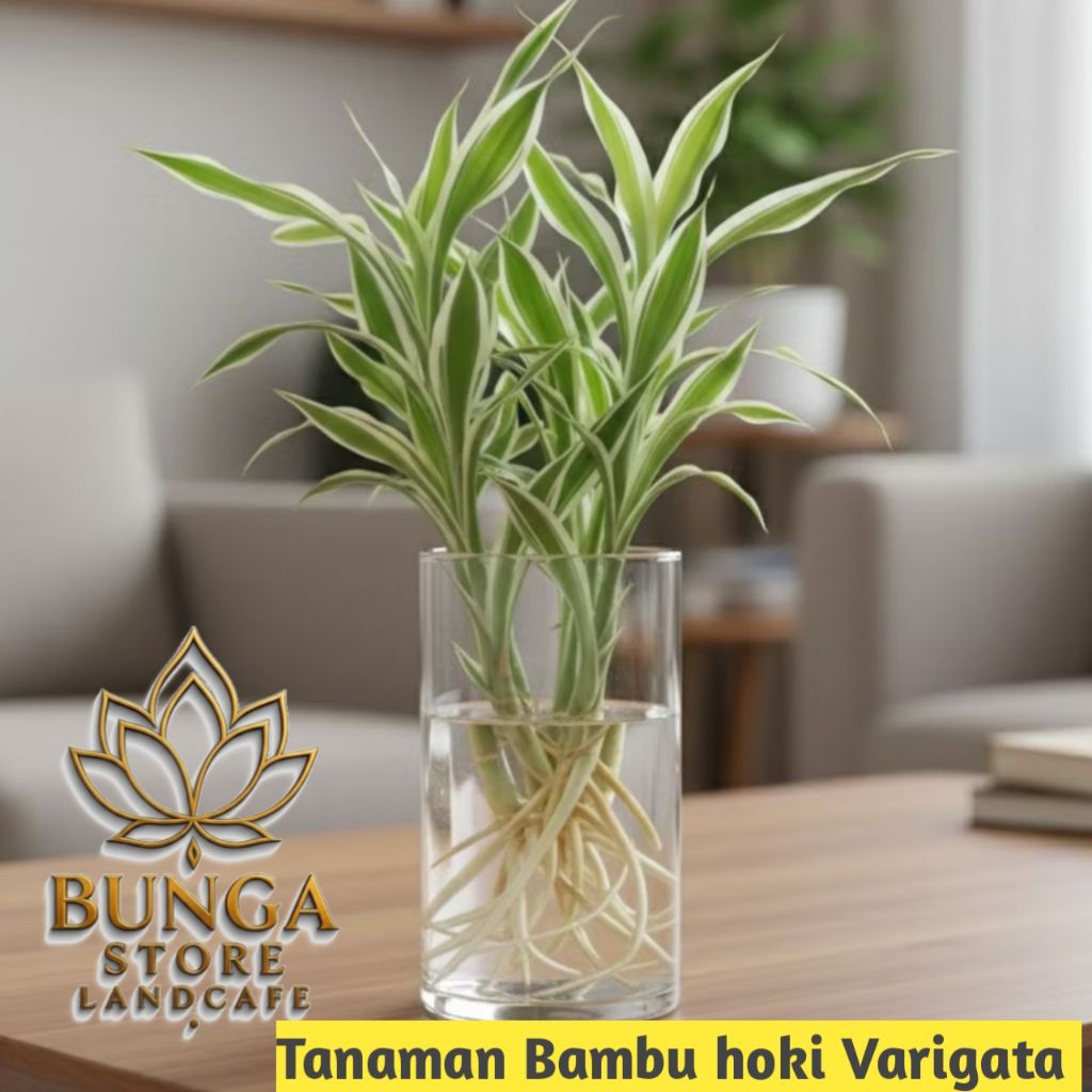Tanaman media air bambu hoki varigata putih - tanaman bambu hoki varigata putih - bambu hoki sri rej