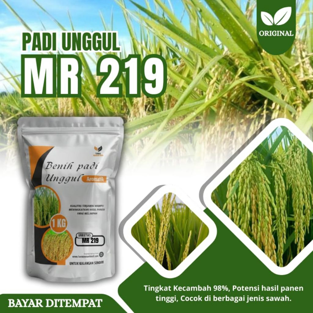 Benih padi unggu MR 219 kemasan 1kg original