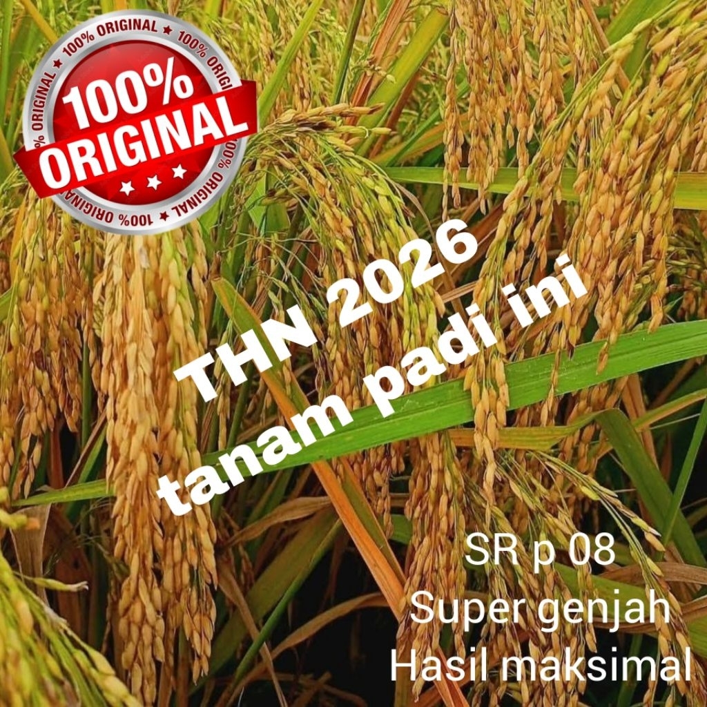 benih padi SR P 08 kemasan 5kg