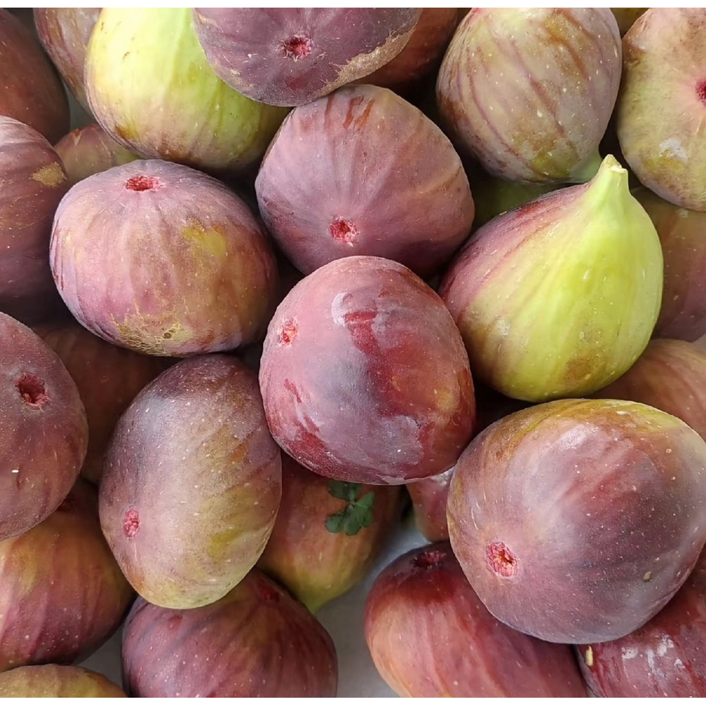 Buah Tin Segar Fresh 1 Kg / Buah Figh Fresh