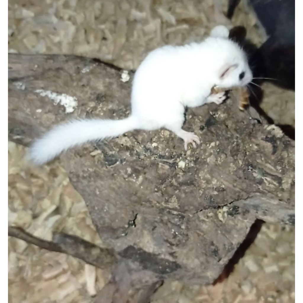 Africa pygmy dormice snow white
