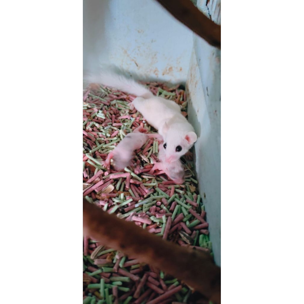 africa pygmy dormice