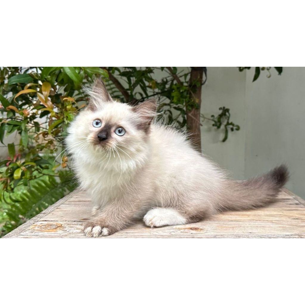 KUCING PERSIA HIMALAYA BETINA 2 BULAN SEAL POINT