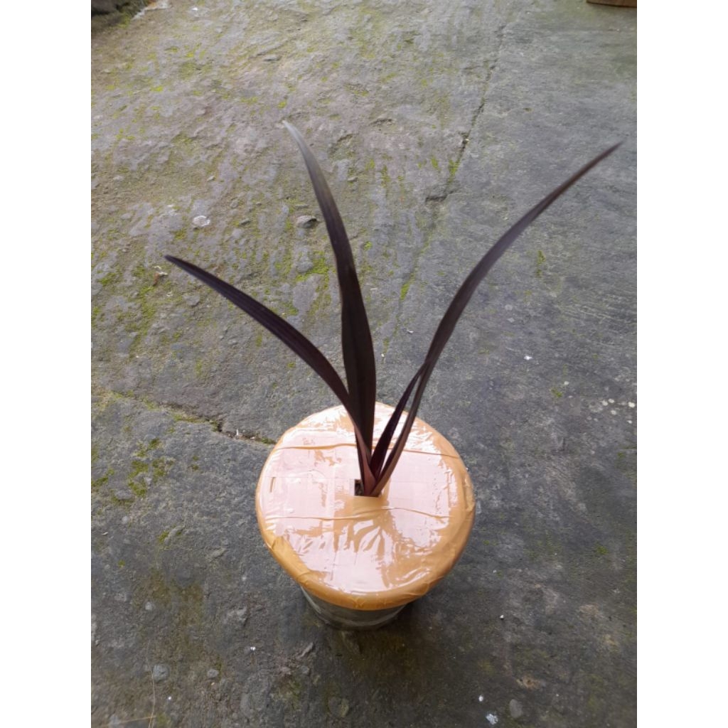 Dlingo ireng ( Jeringau Wulung)