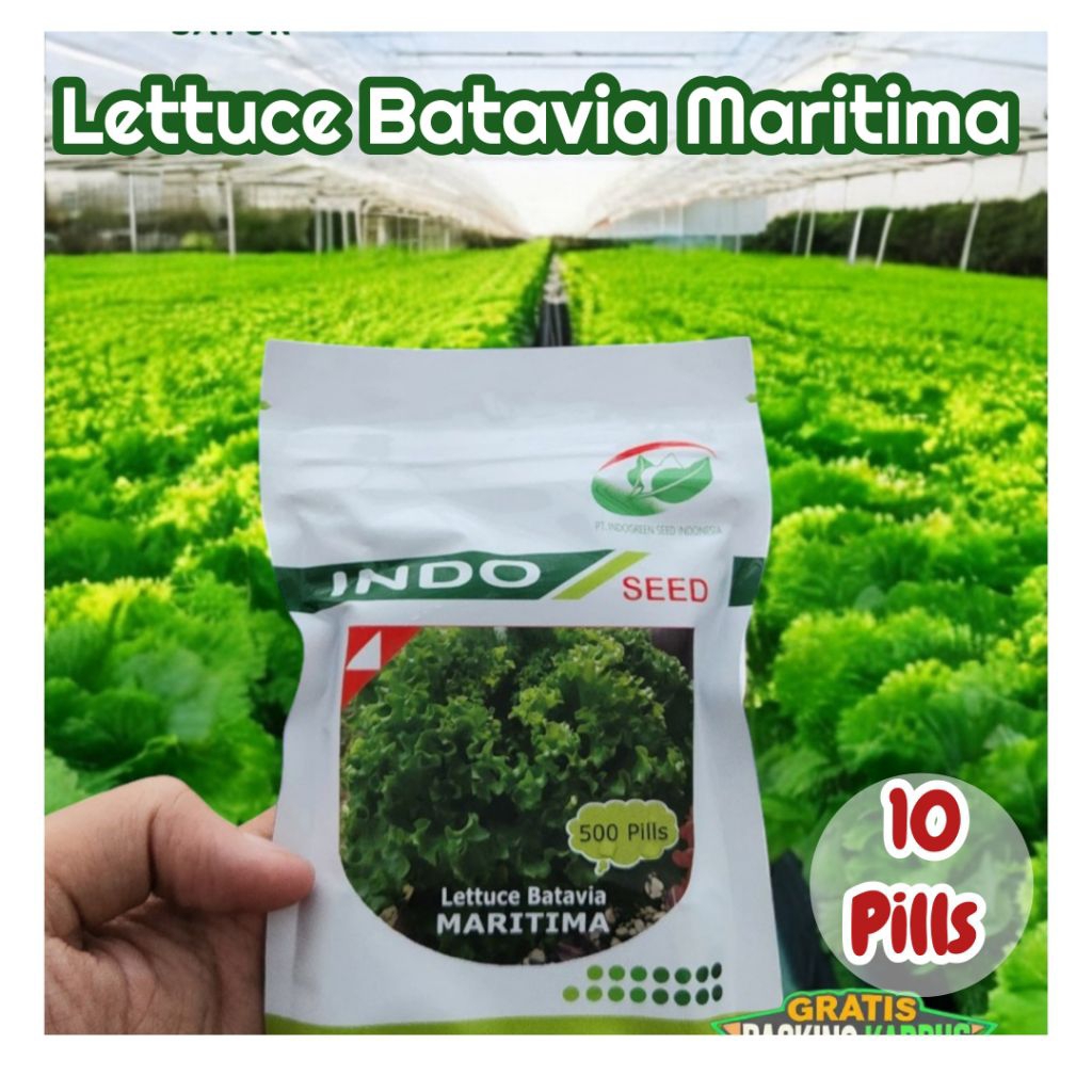 Reepack 10 Pills Lettuce Batavia Maritima | Selada Batavia Maritima