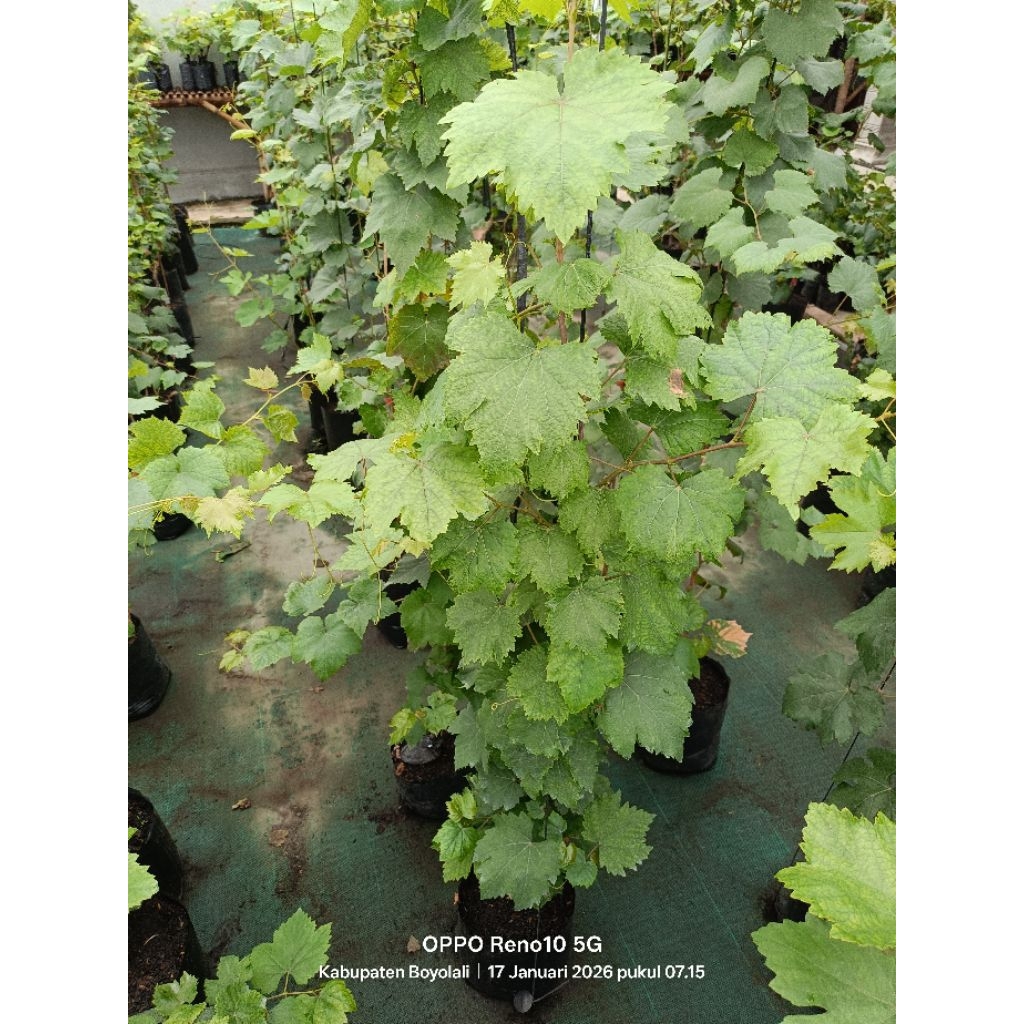 early adora  polibag 30*30