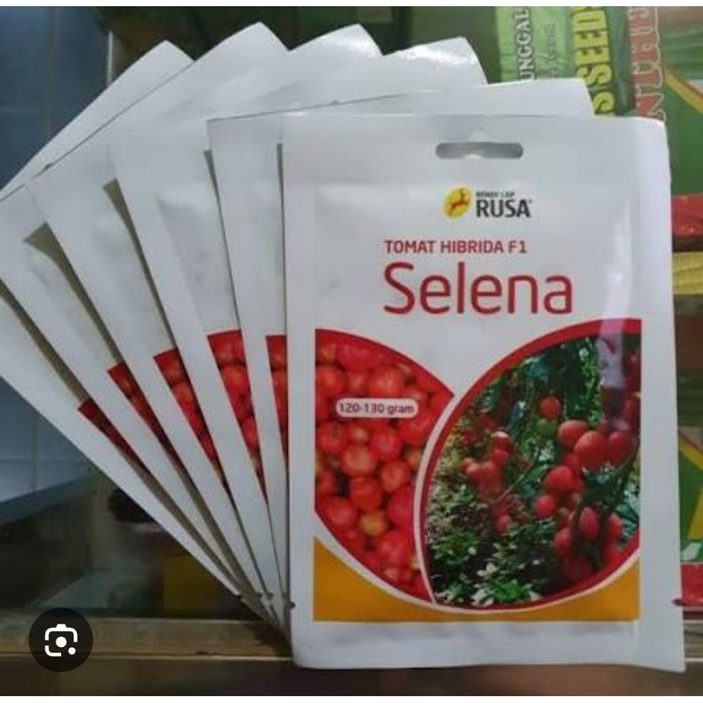 benih bibit tomat hibrida SELENA F1 10 GRAM