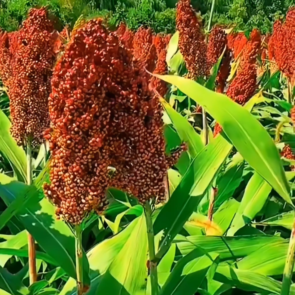 Benih Sorgum Unggul Kemasan klip Biji Benih Sorgum