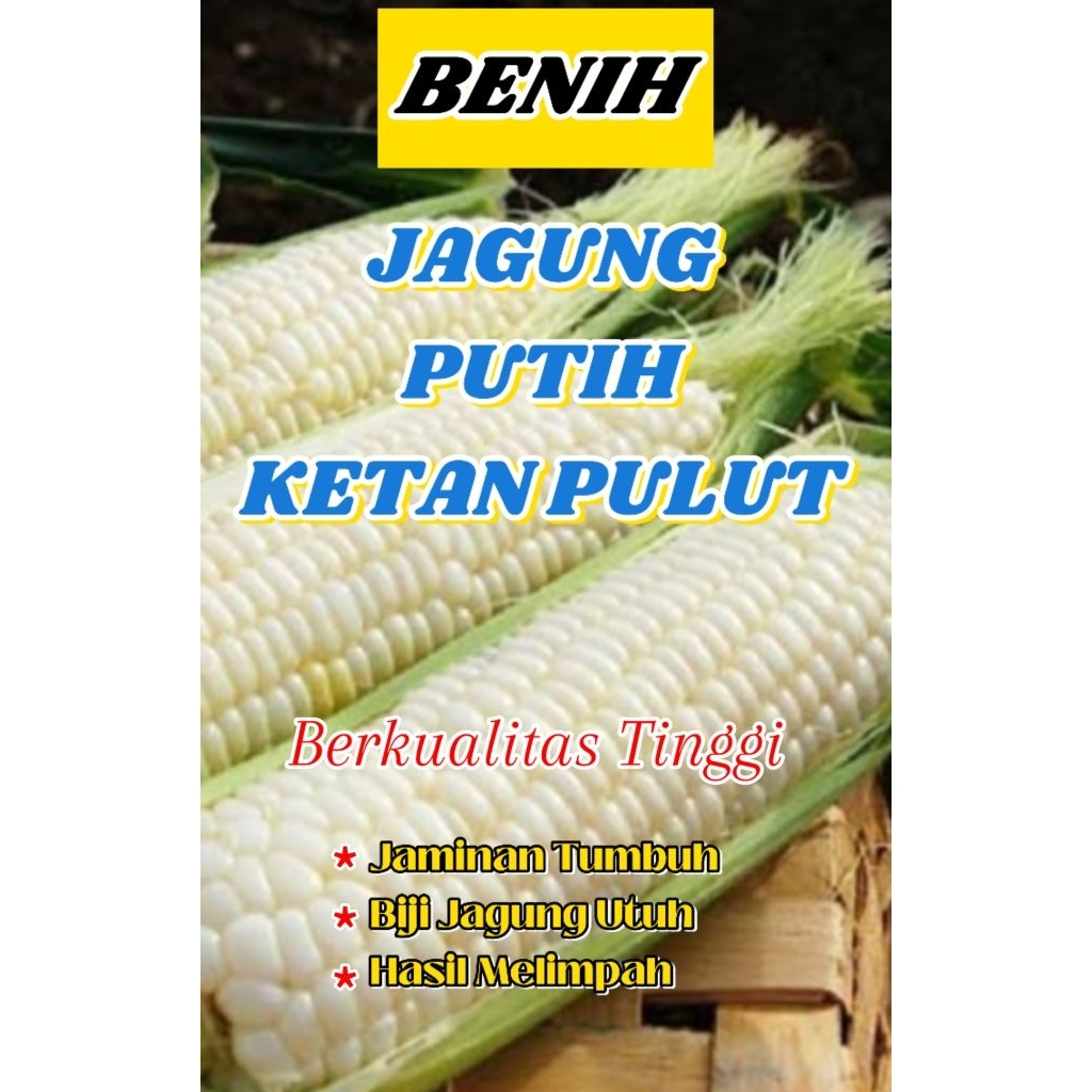 jagung putih ketan pulut