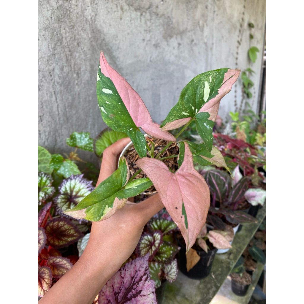 syngonium redspot tricolor