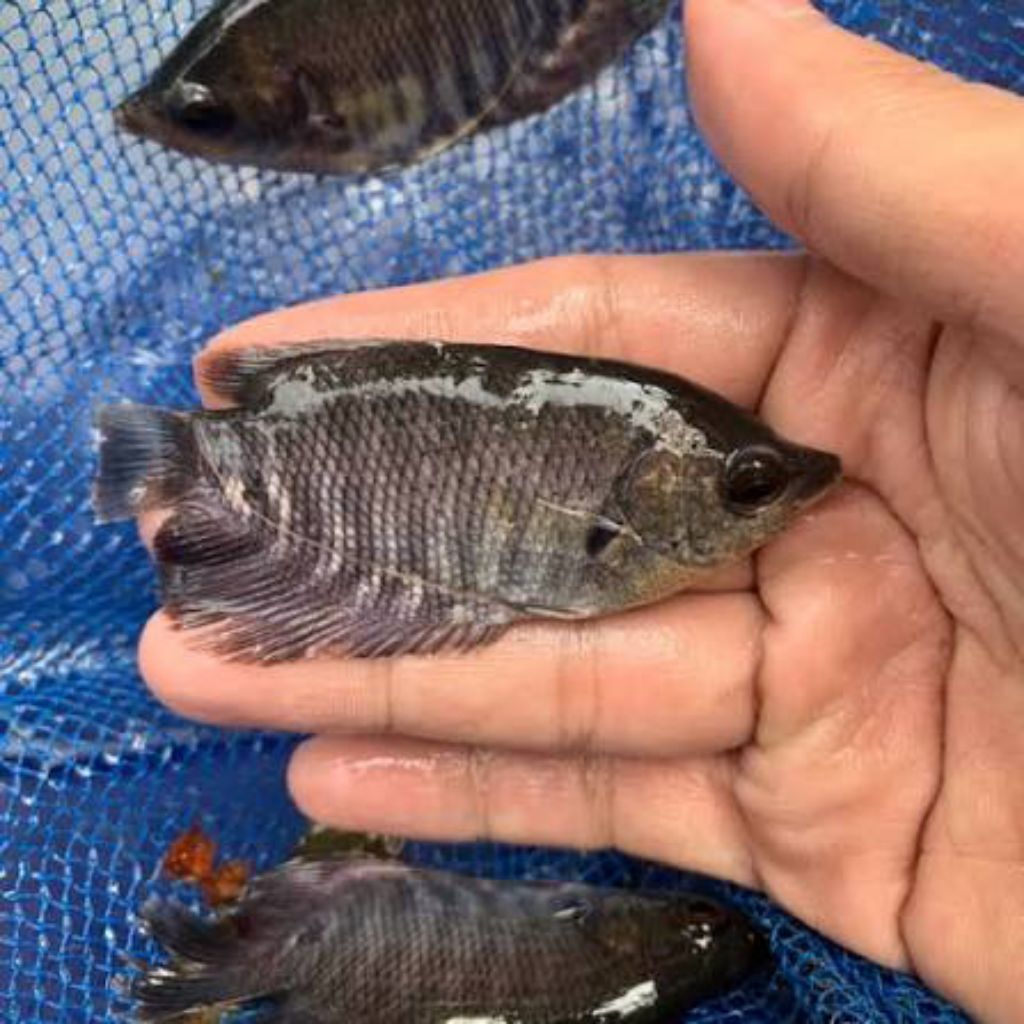 bibit gurame soang/hitam(eceran) khusus pengiriman instan cod