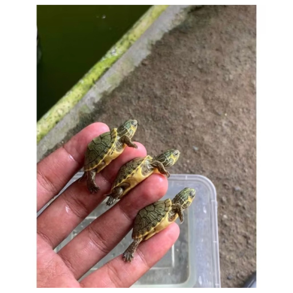 mainan anak kura kura yellow belly ukuran 3-4 cm gratis pakan