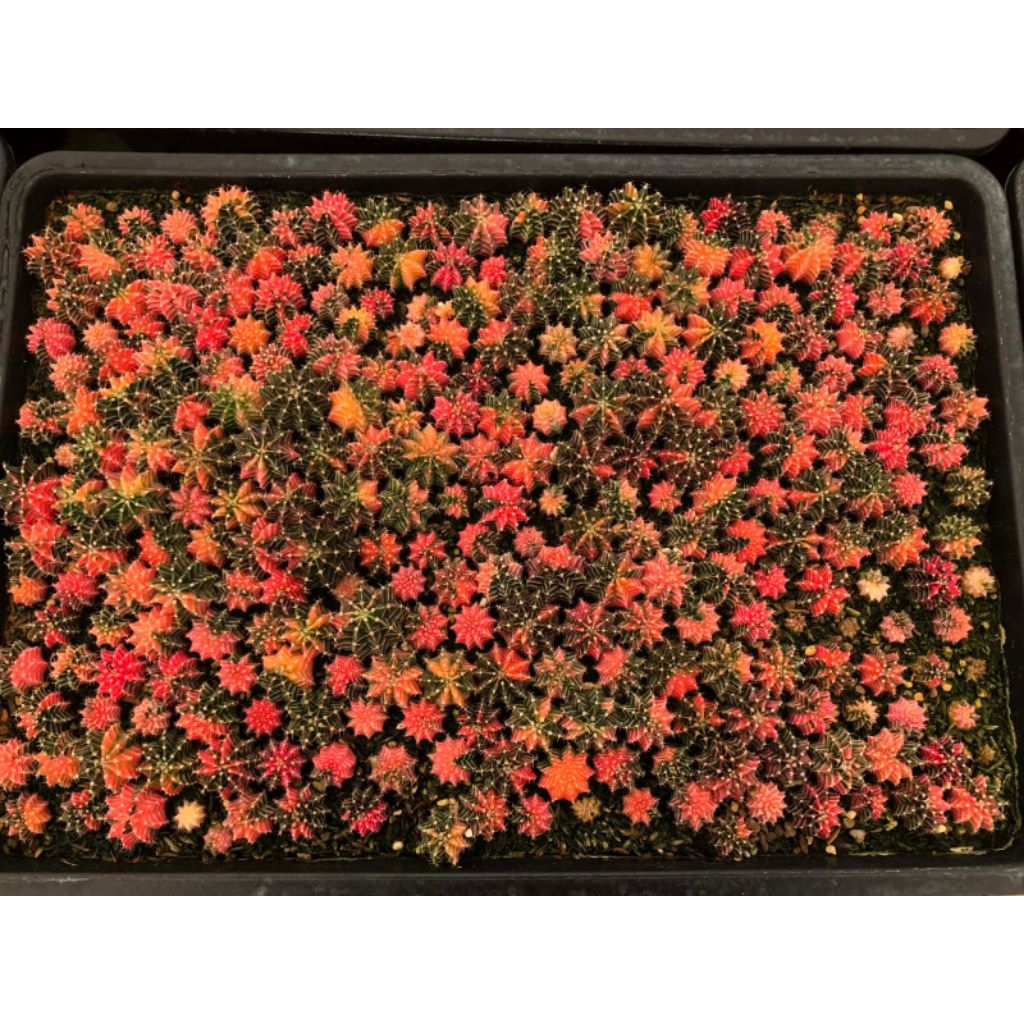 KIYA ZONA KAKTUS Kaktus Gymnocalycium LB Hibrid Varigata