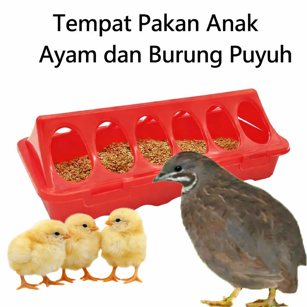 Tempat Pakan Anak Ayam / Burung Puyuh Model 12 Lobang Anti Tumpah