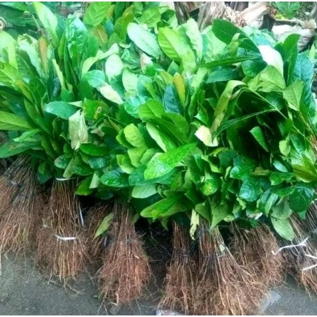 Bibit Kopi Robusta klon BAGIO Unggul Siap Tanam 100 Bibit