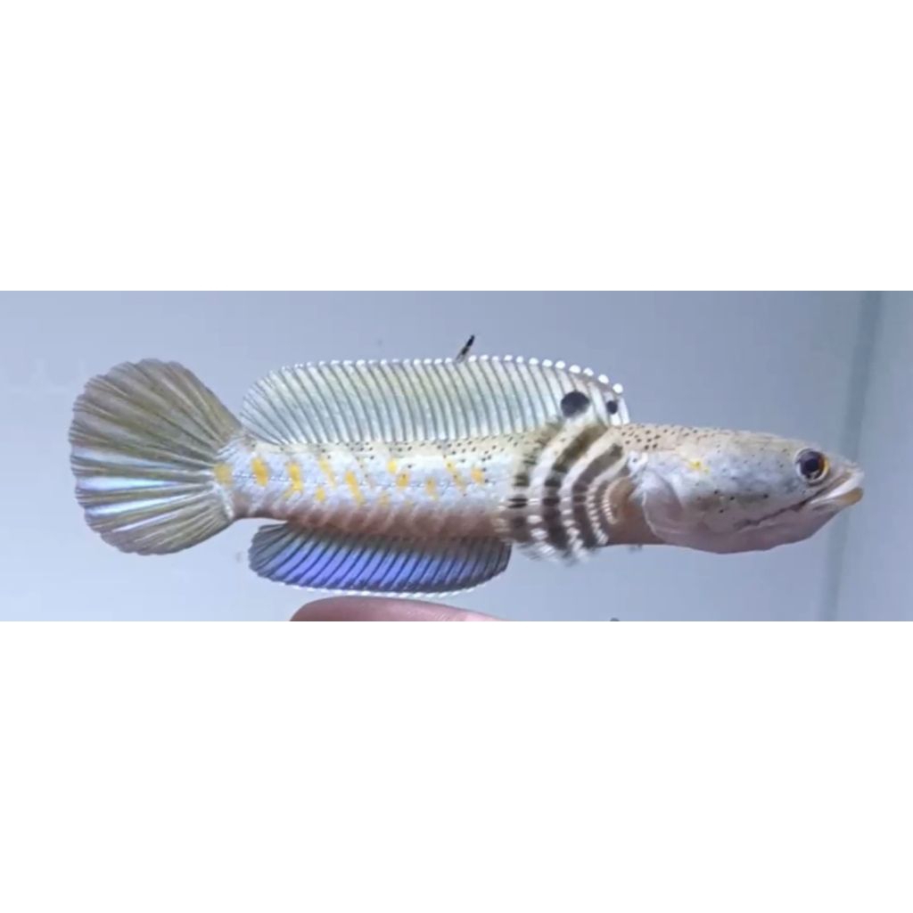 blue pulcra singgel tank 15-18cm berkualitas dan bergarans 100% free sticker menarik