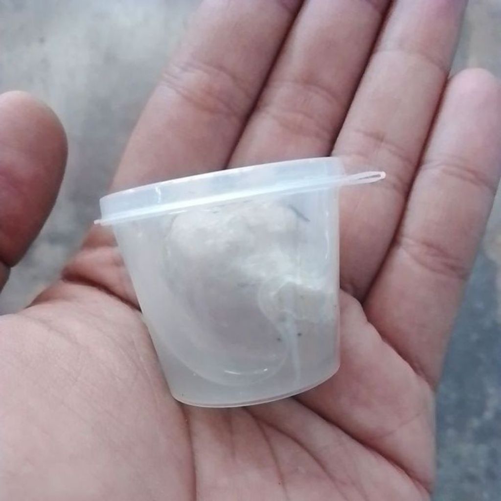 pulut burung super lengket siap pakai
