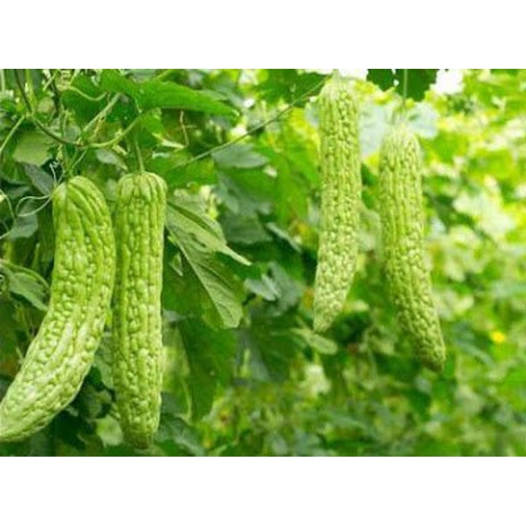 5 biji benih pare, benih tanaman pare, benih sayur pare.