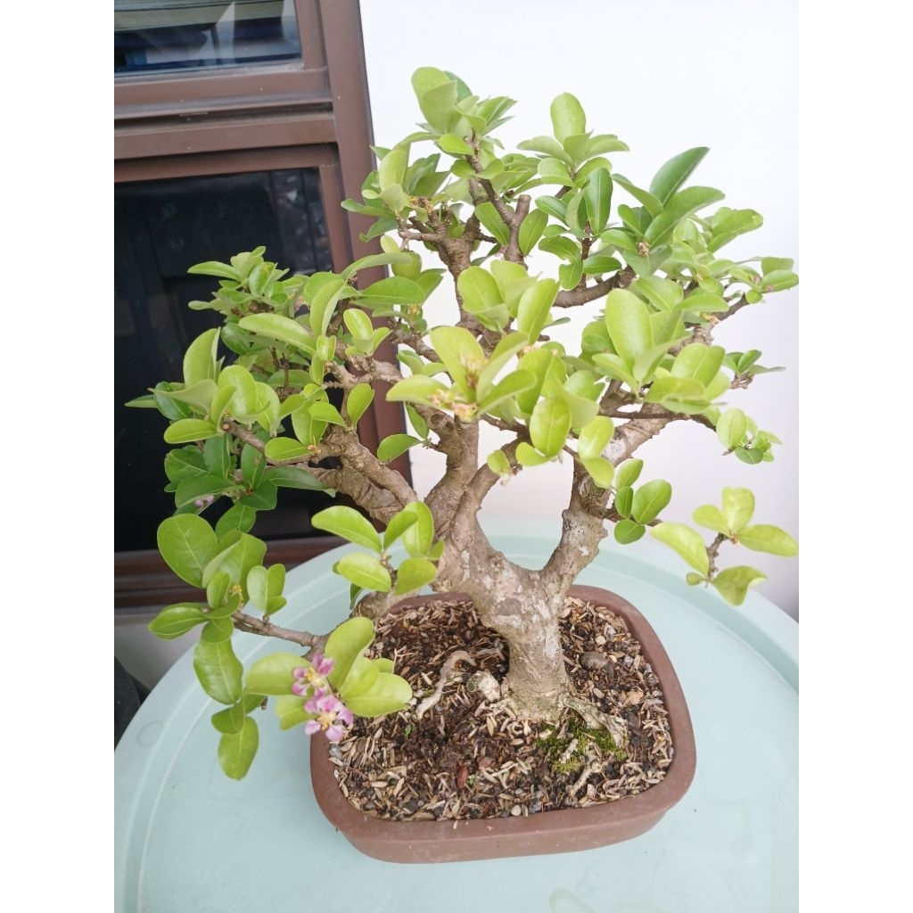 Bonsai Sianci Medium