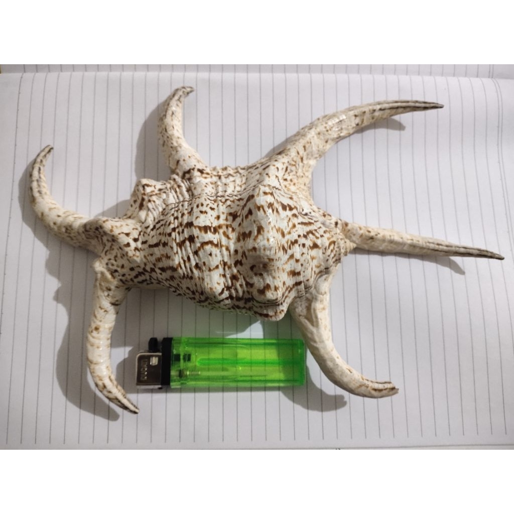 cangkang kerang harpago rogusa jumbo