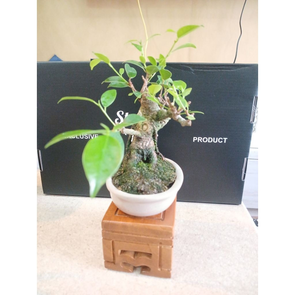 Bonsai mini beringin kimeng