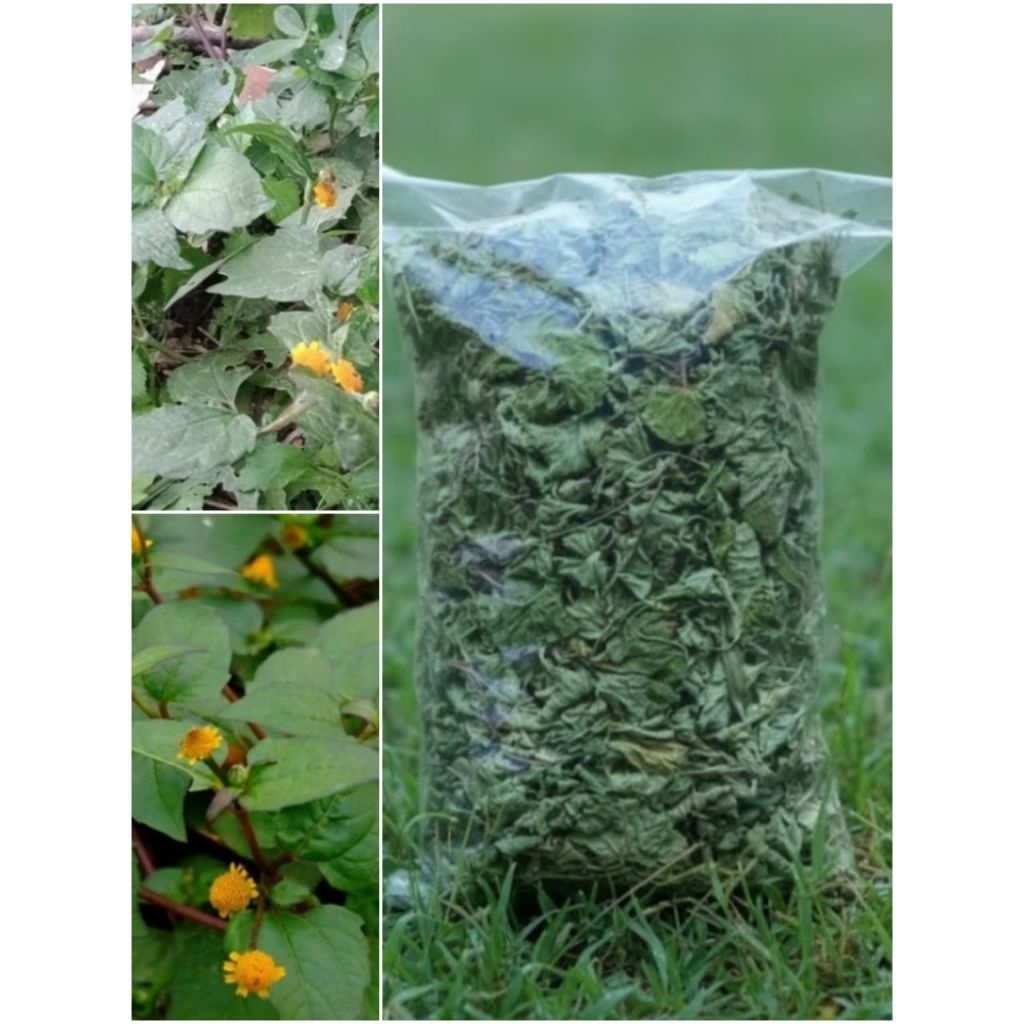 Daun Jotang Kering 100 Gram