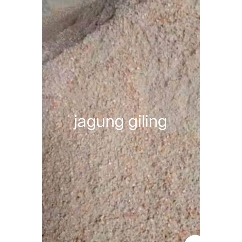 tepung jagung, jagung giling pakan ternak